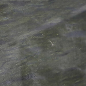 Hunza Green - Pakistani Granite